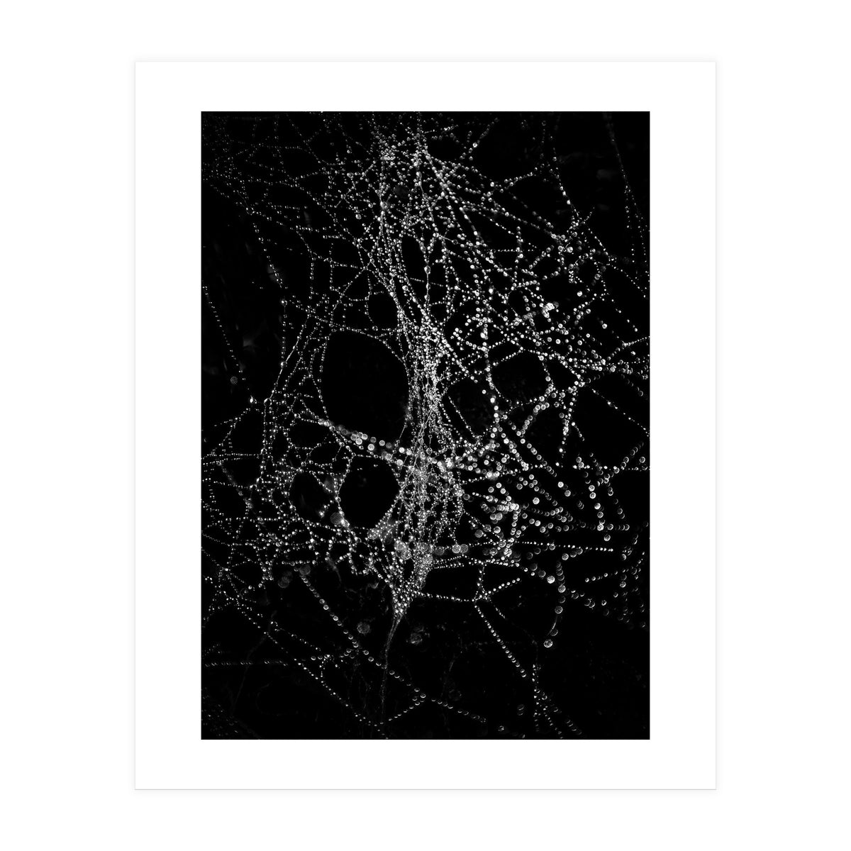 Spiderweb No 4 (Print Only)