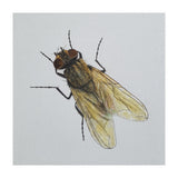 Fly on the wall (Print Only) thumbnail