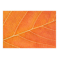 Autumn Leaf (Print Only)