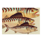 Fish Classic Designs 8 (Print Only) thumbnail