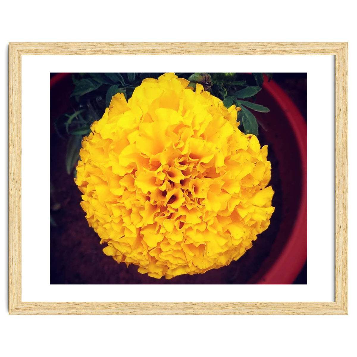 Yellow Chrysanthemum