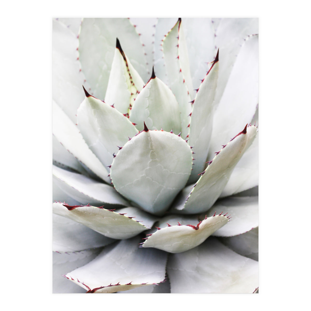 Agave plant (Print Only)