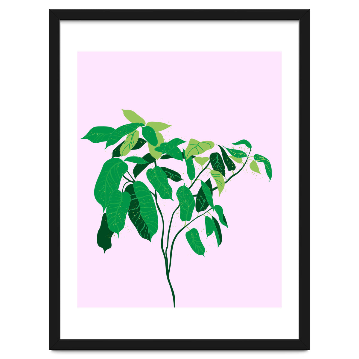 Ficus on Pink Background