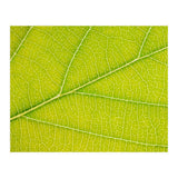 Autumn Leaf (Print Only) thumbnail