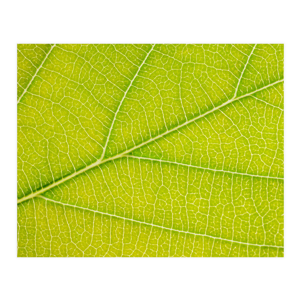 Autumn Leaf (Print Only)