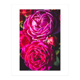Rose Flowers  (Print Only) thumbnail