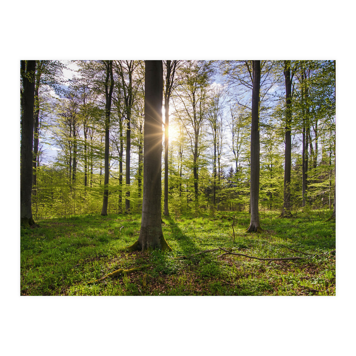 Spring Sun (Print Only)