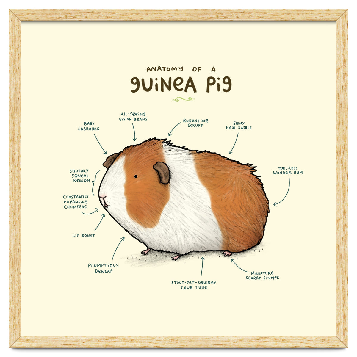 Anatomy Of A Guniea Pig