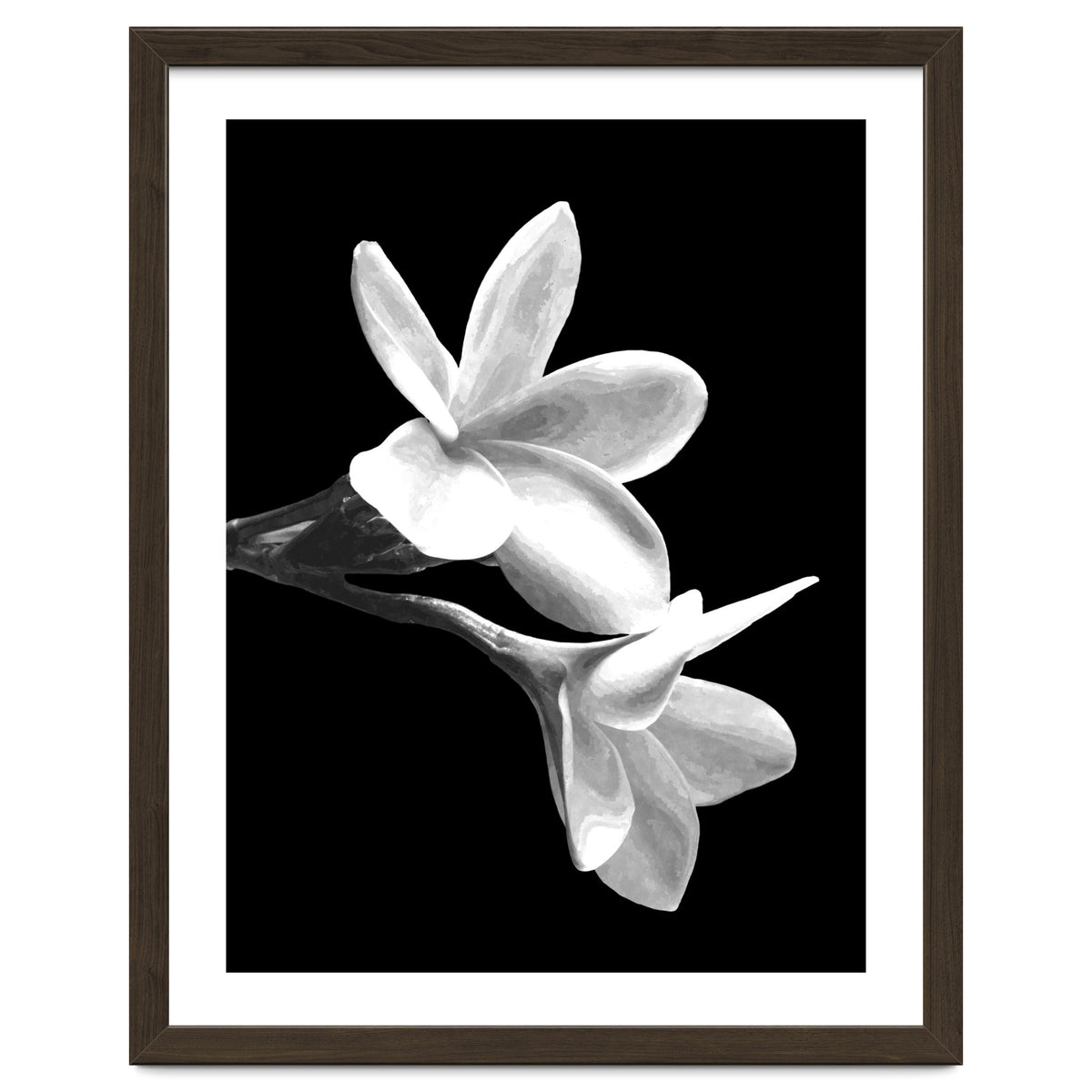 Black and White Flowers