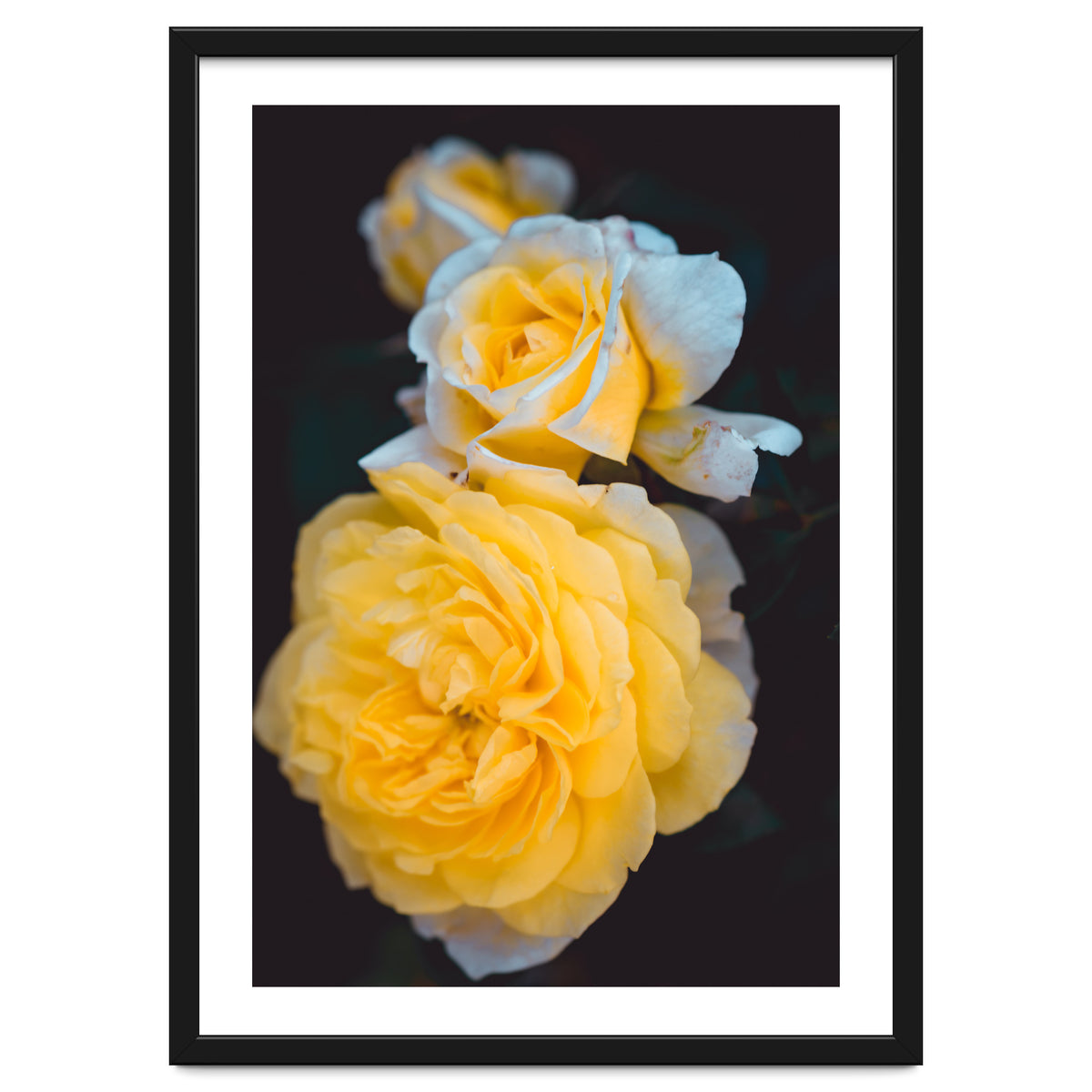 Yellow Rose