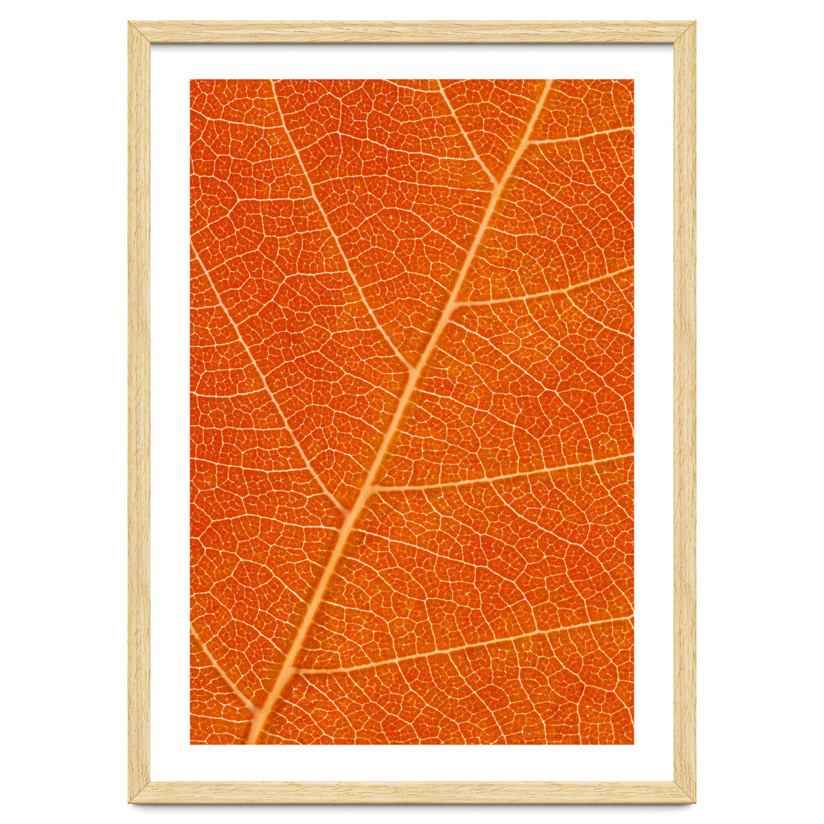 Autumn Leaf