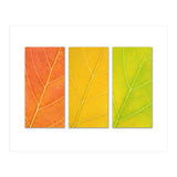 Autumn Leaves (Print Only) thumbnail