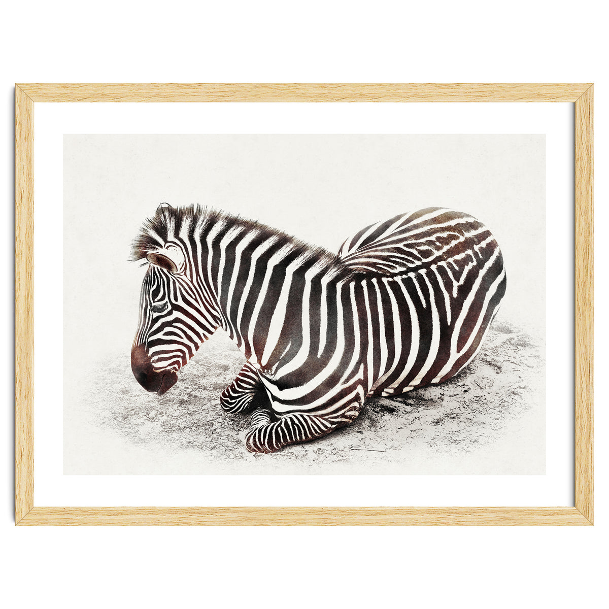 Zebra