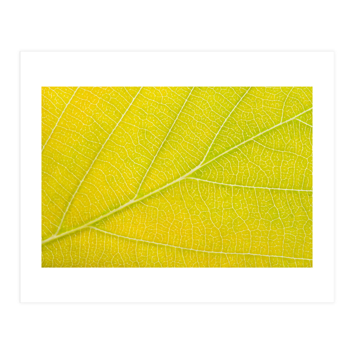 Autumn Leaf (Print Only)