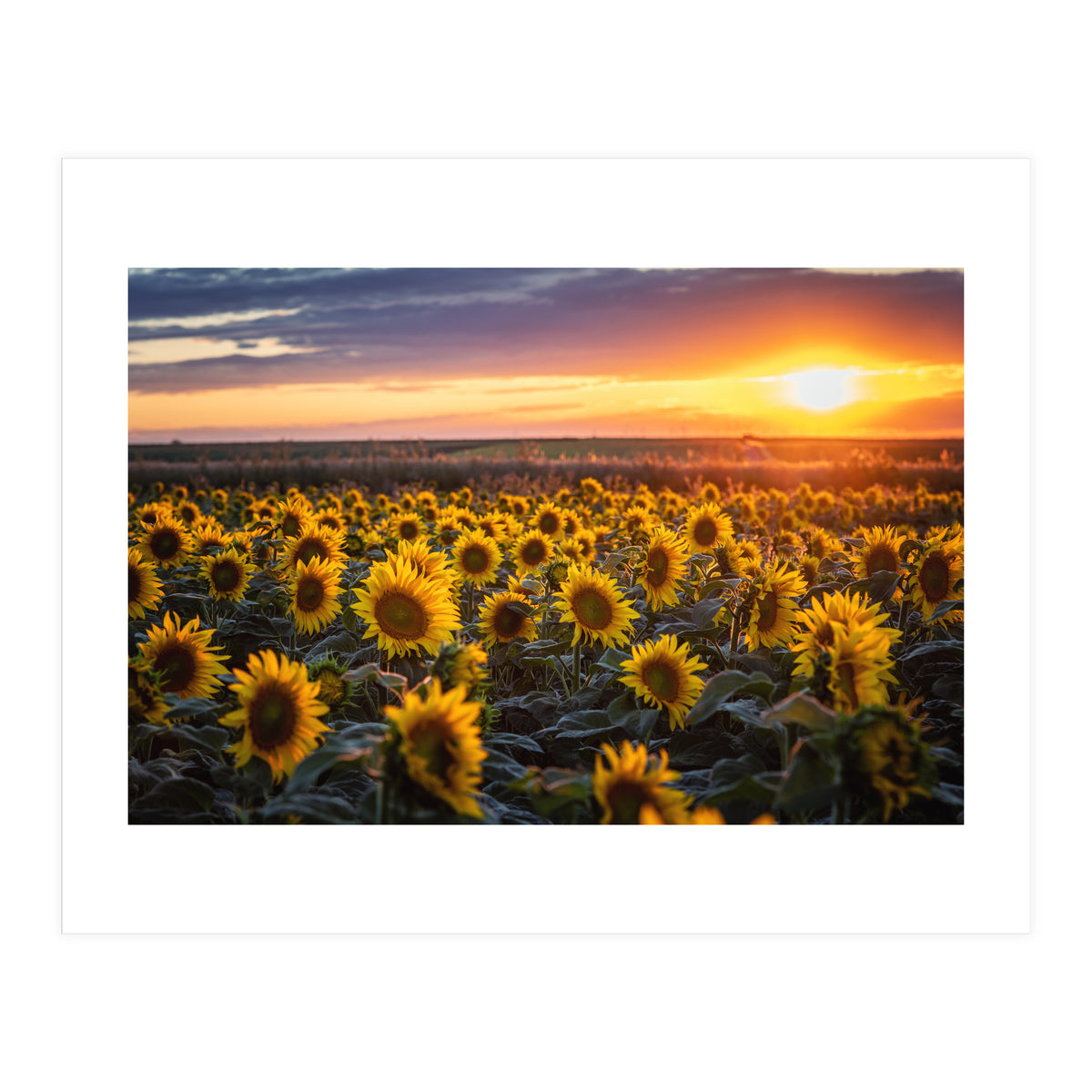 Sunflowers at Sunset (Print Only)