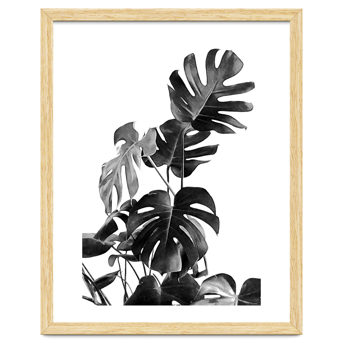 Monstera Black And White 09