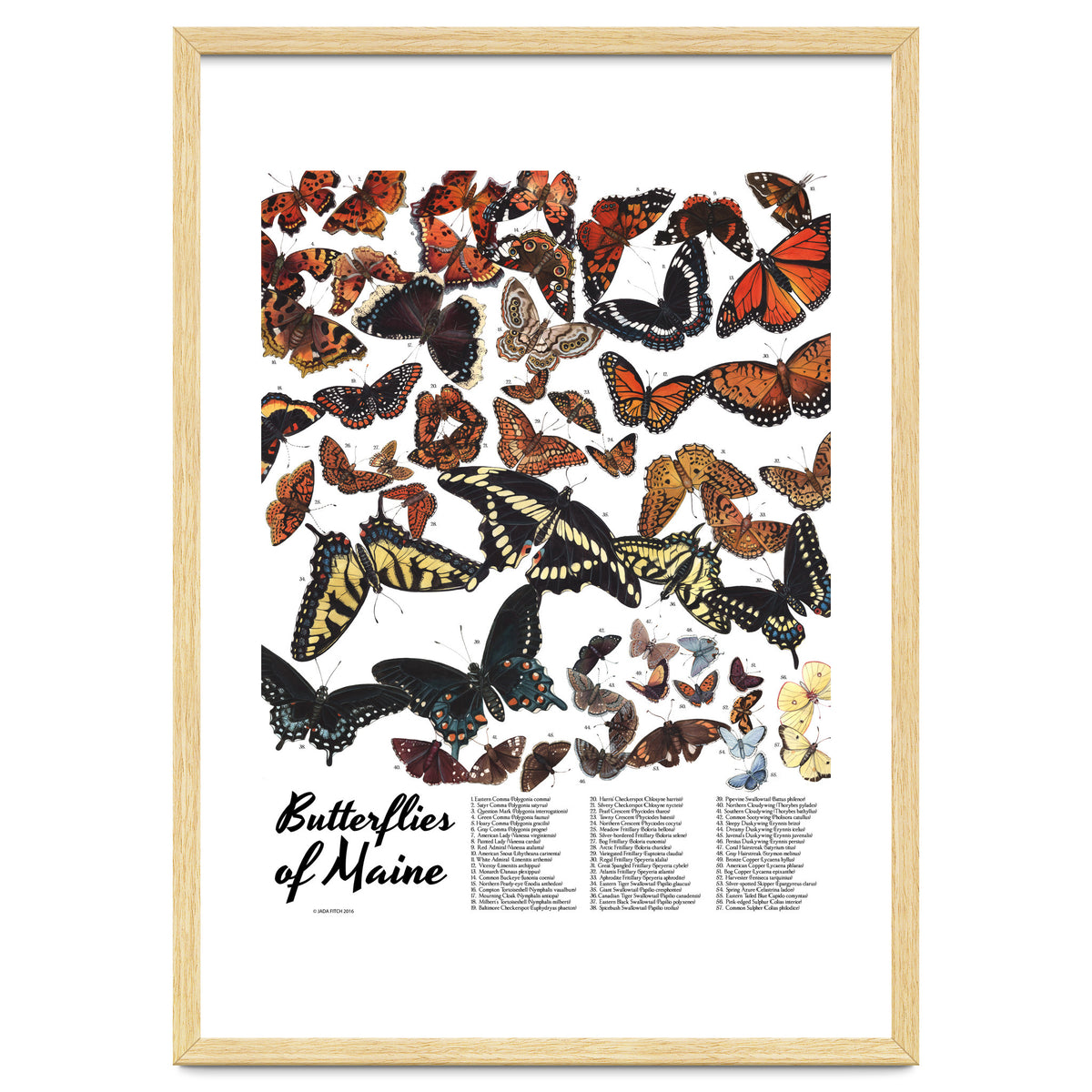 Maine Butterflies Chart