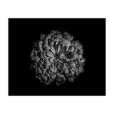 Backyard Flowers In Black And White 48 (Print Only) thumbnail