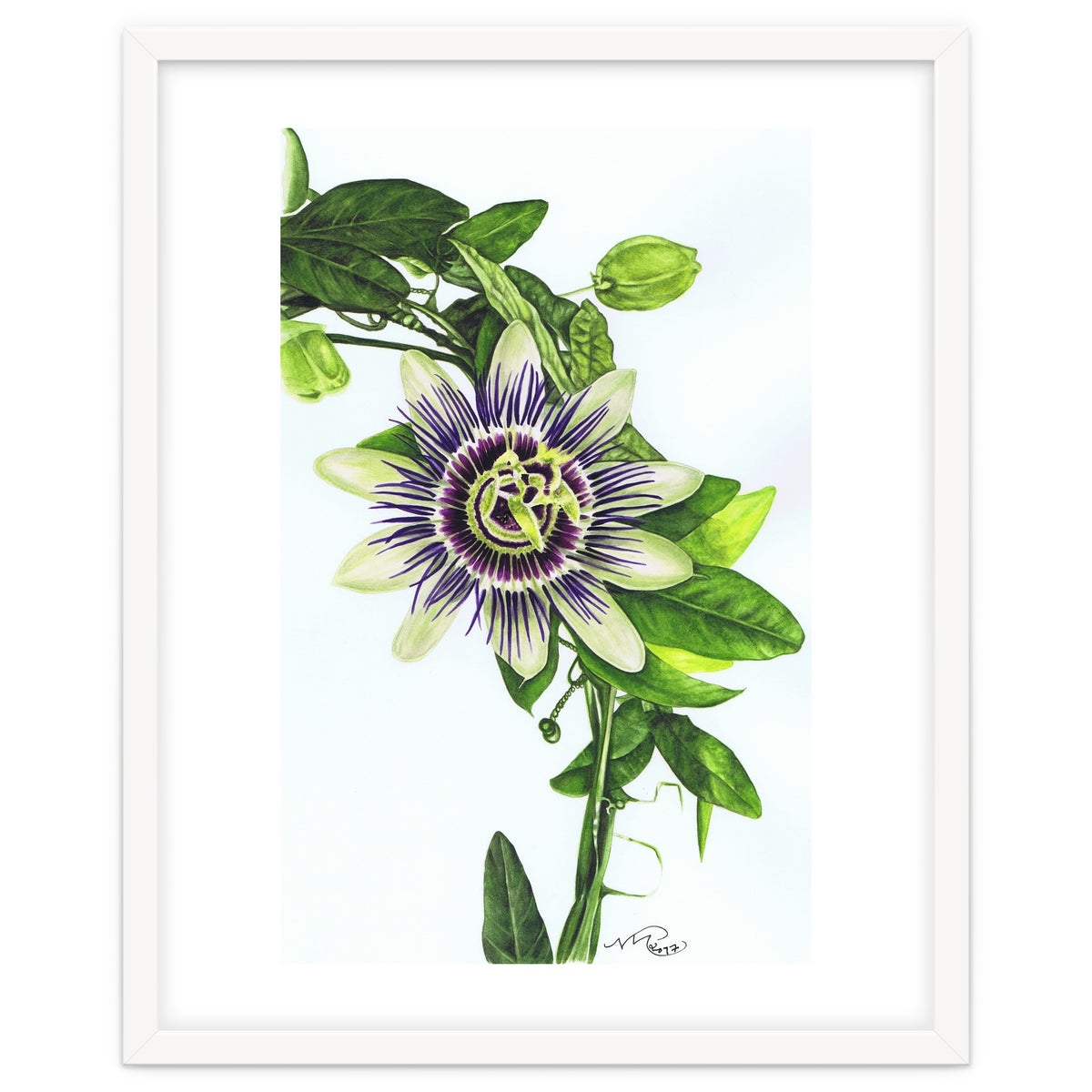 Passion Flower