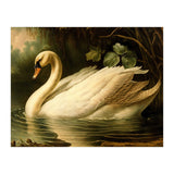 Swan Classic Painting (Print Only) thumbnail