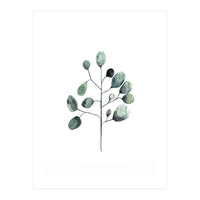 Botanical Illustration Eukalyptus (Print Only)