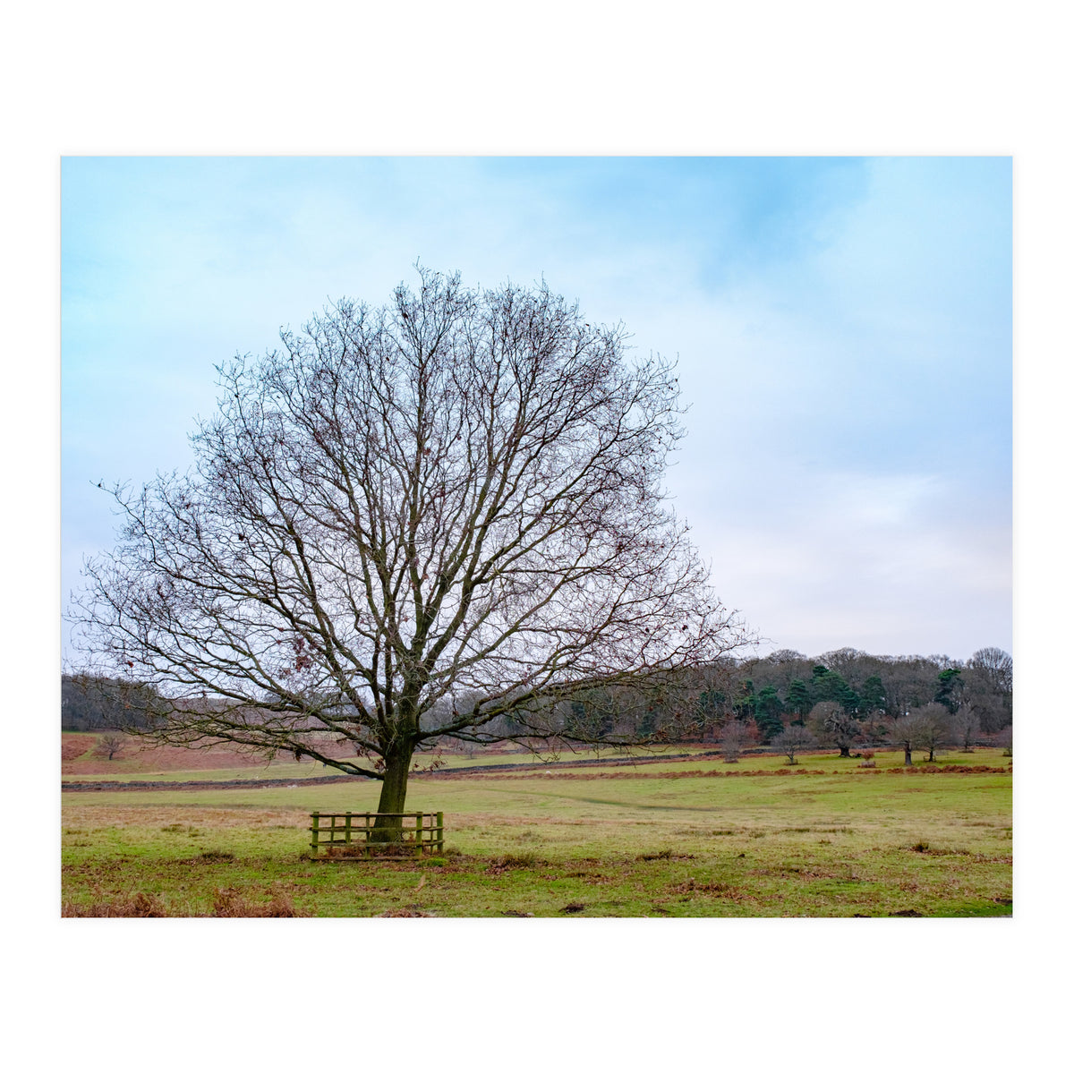 Young Oak Tree in Winter  (Print Only)