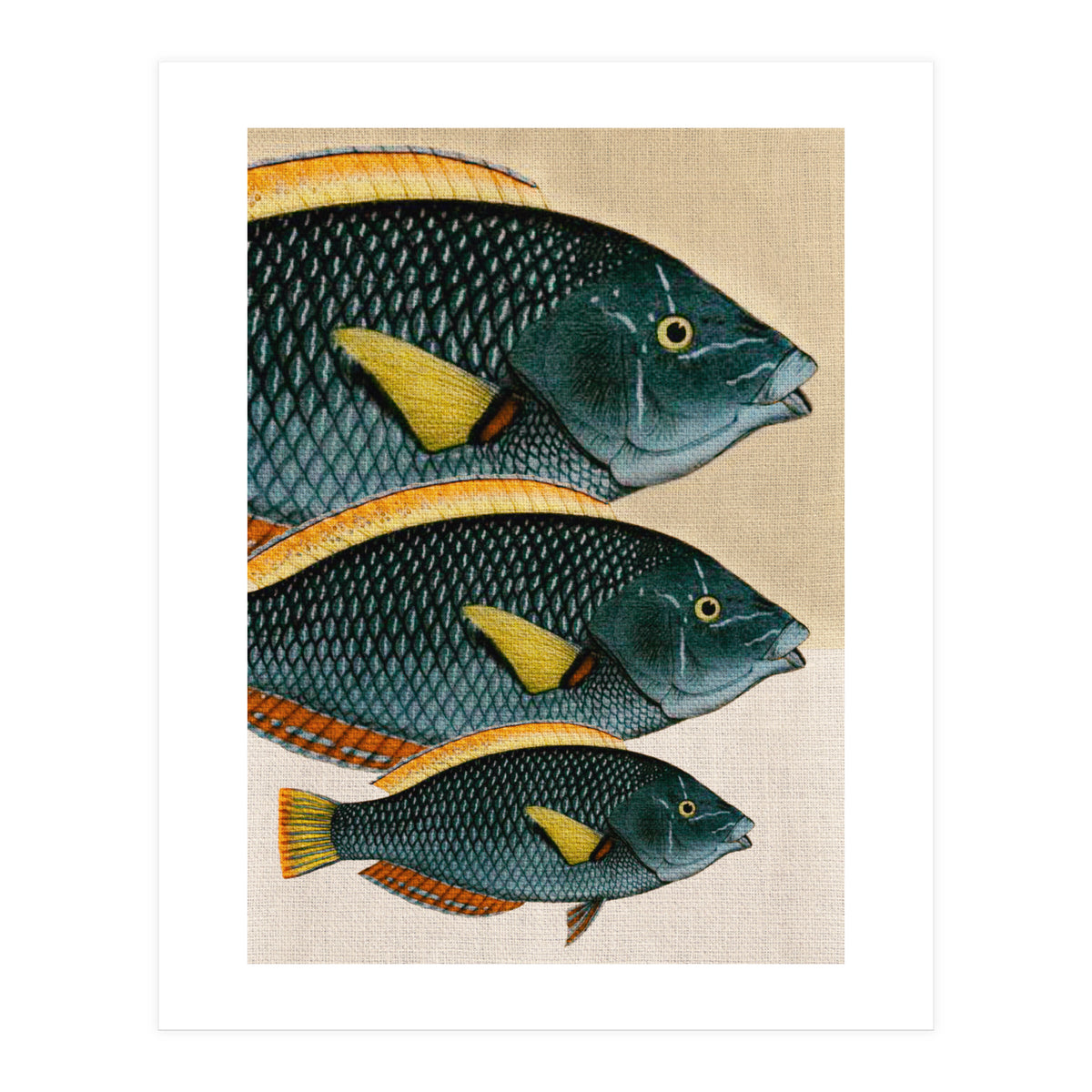 Fish Classic Designs 10 (Print Only)