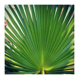 palm leaf (Print Only) thumbnail