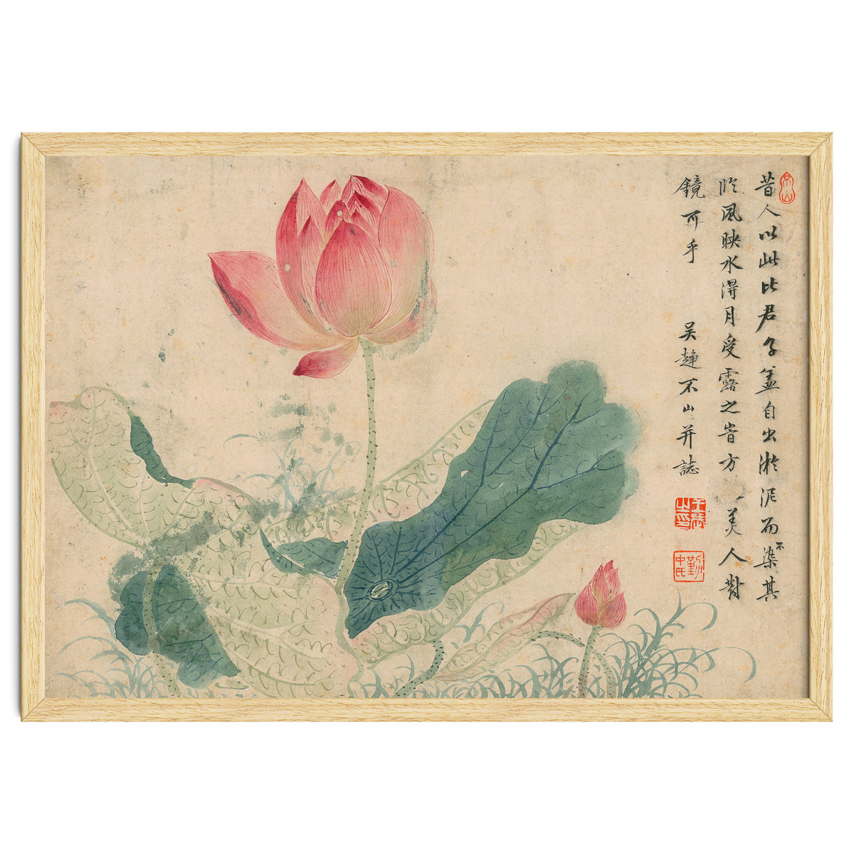 Qing Wangwu Flower album, lotus, lotus leaf, pond, copy of water grass