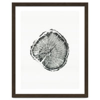 Tree Ring Print, Albion Basin, Utah, Pine Tree Print