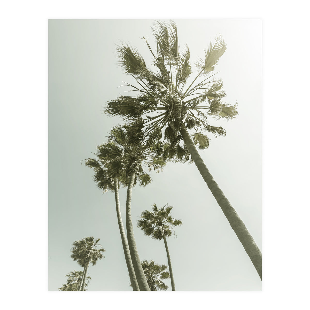 Vintage Palm Trees  (Print Only)