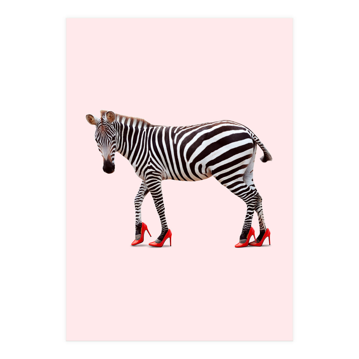 Zebra Heels (Print Only)