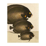 Fish Classic Designs 11 (Print Only) thumbnail