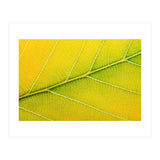 Autumn Leaf (Print Only) thumbnail