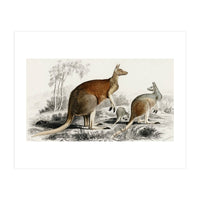 The red kangaroo illustrated (Print Only)