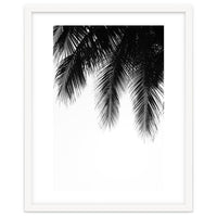 Palm leaves