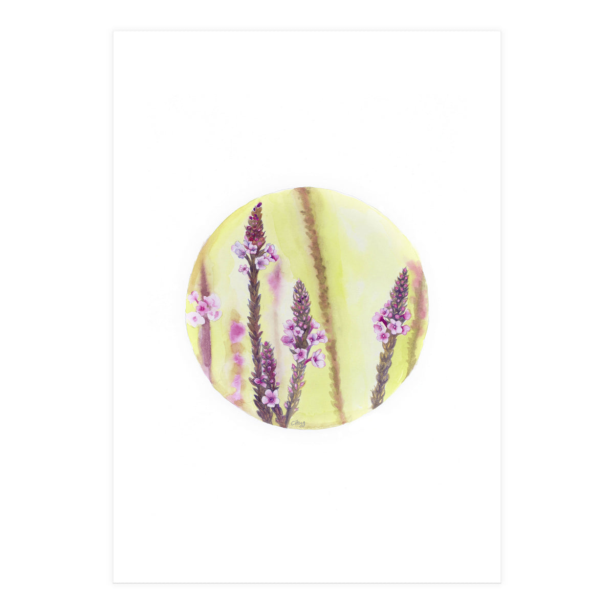 Circular Verbena (Print Only)