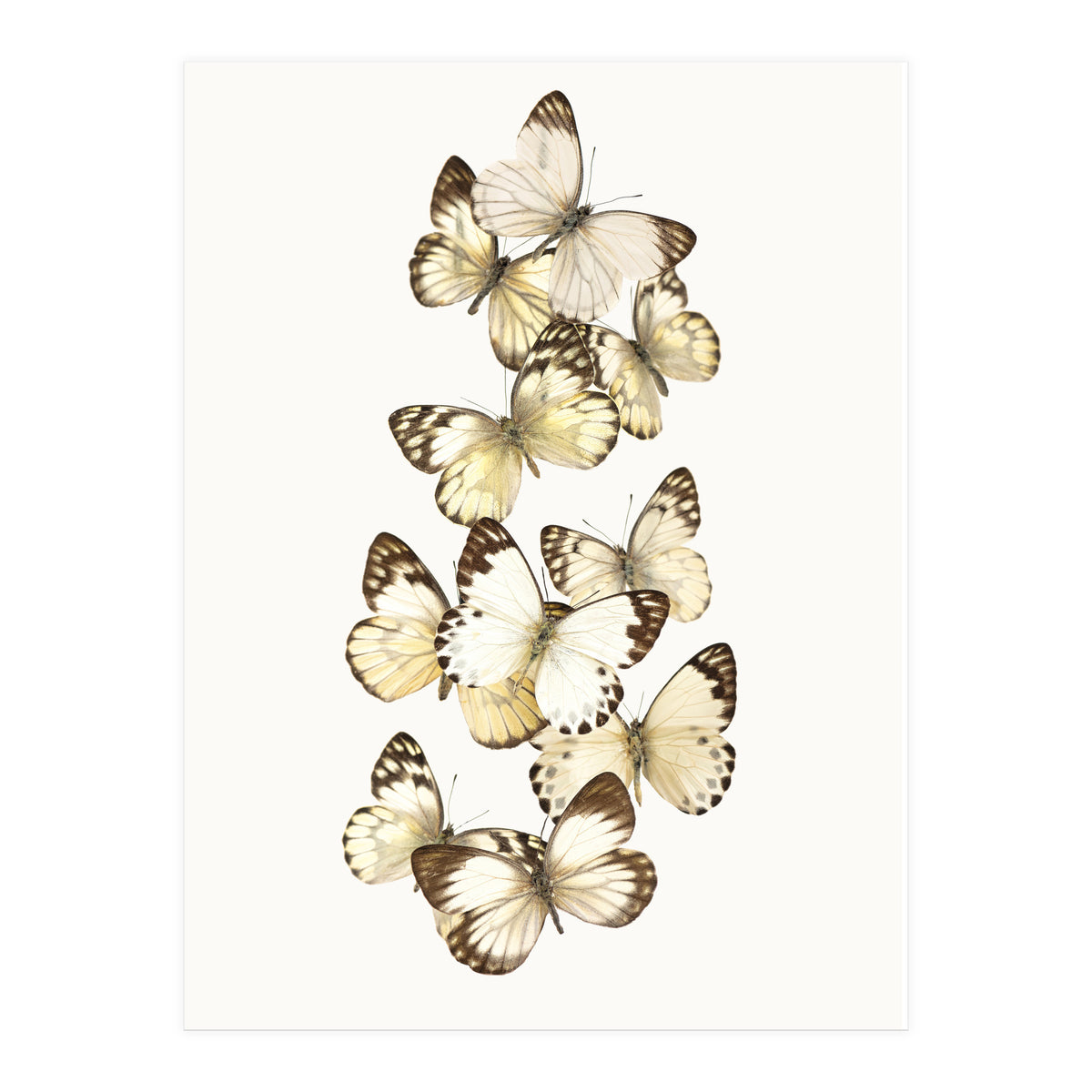 Cc Butterflies 01 (Print Only)