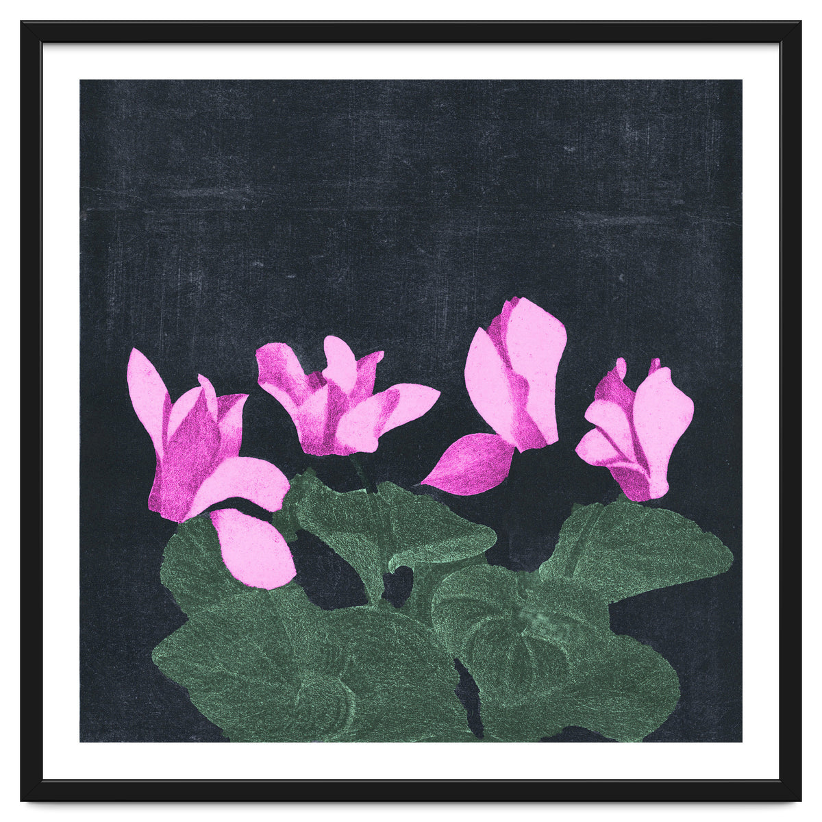 Cyclamen