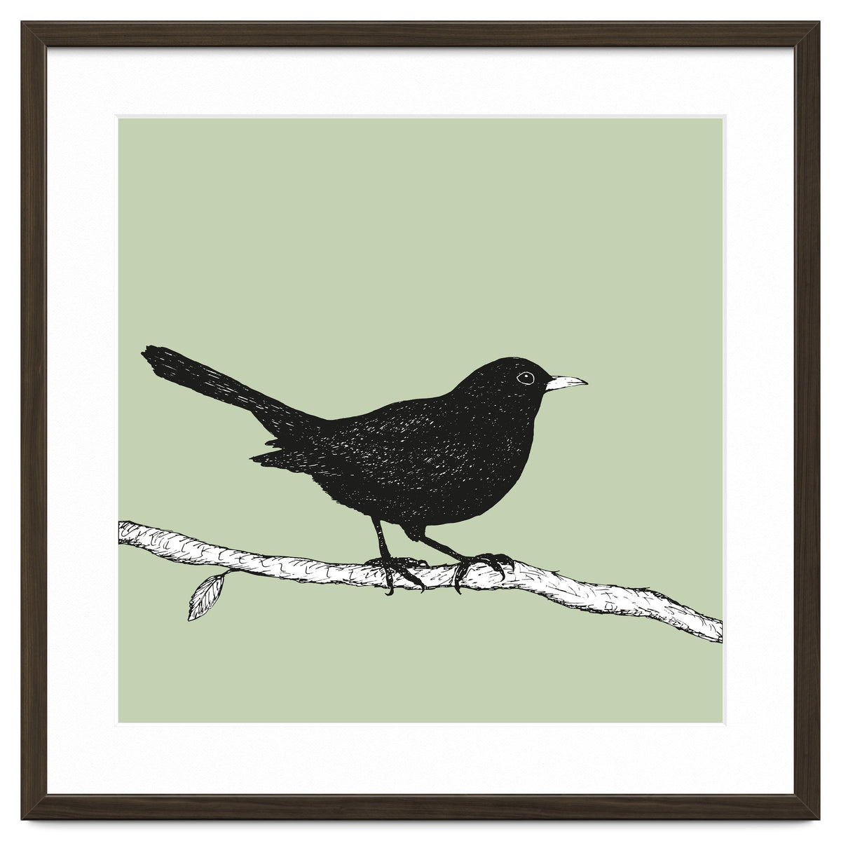 Blackbird pen drawing