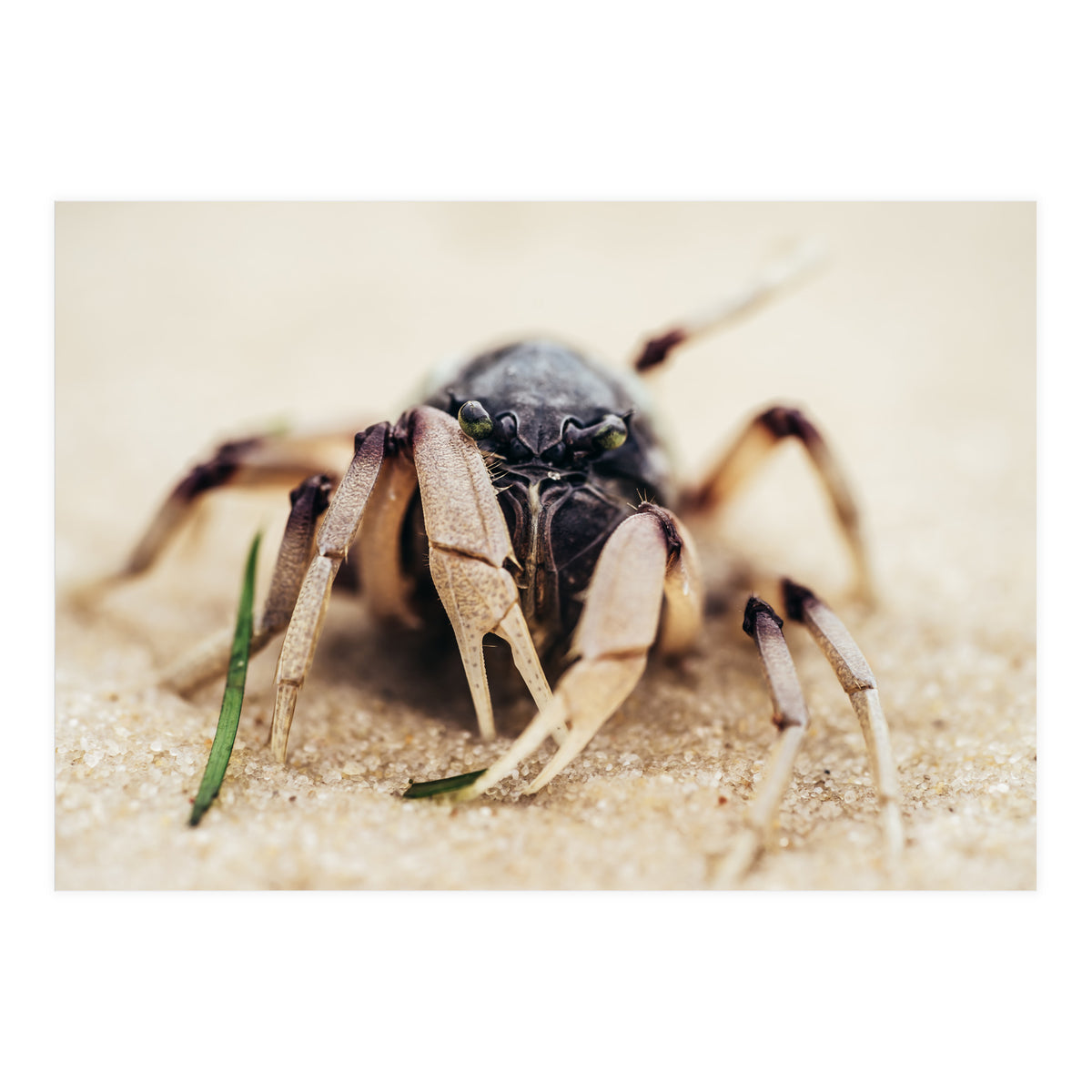 Almond Beach (Print Only)