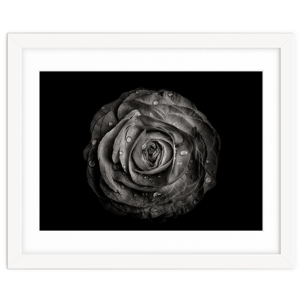 Backyard Flowers In Black And White 72