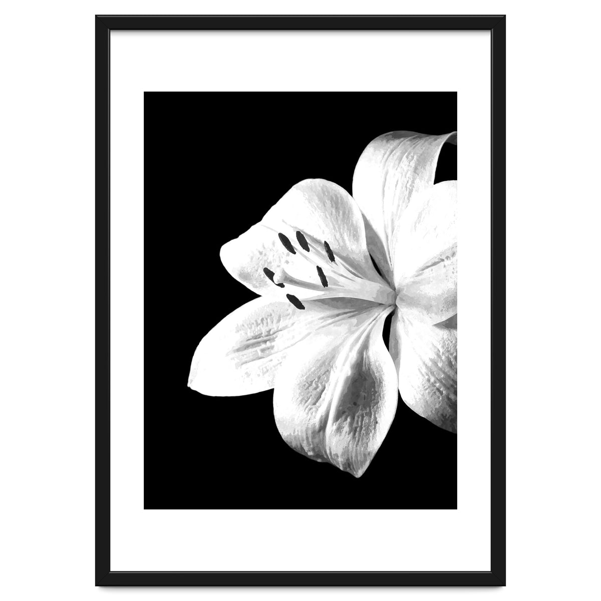 White Lily Black Background