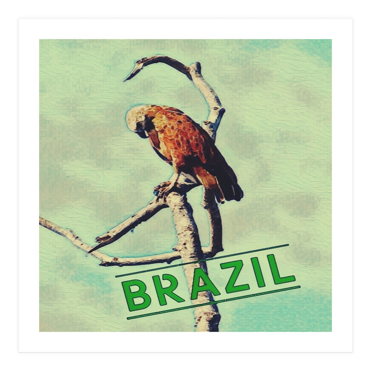 Eagle in Brazil (Print Only)