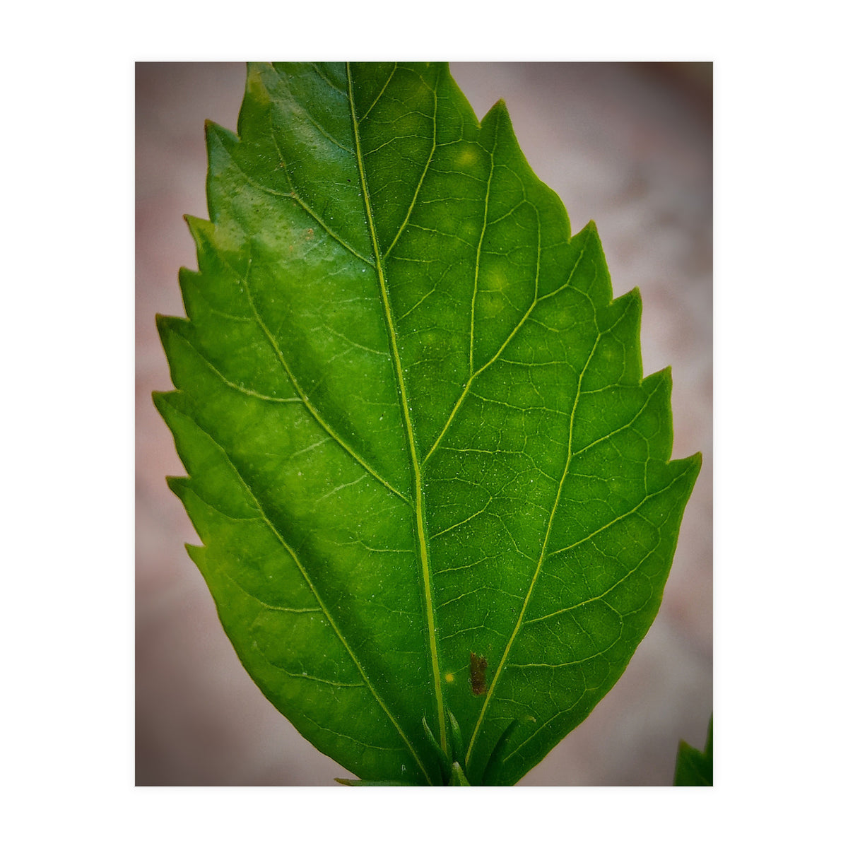 Hibiscus Plant Petal (Print Only)