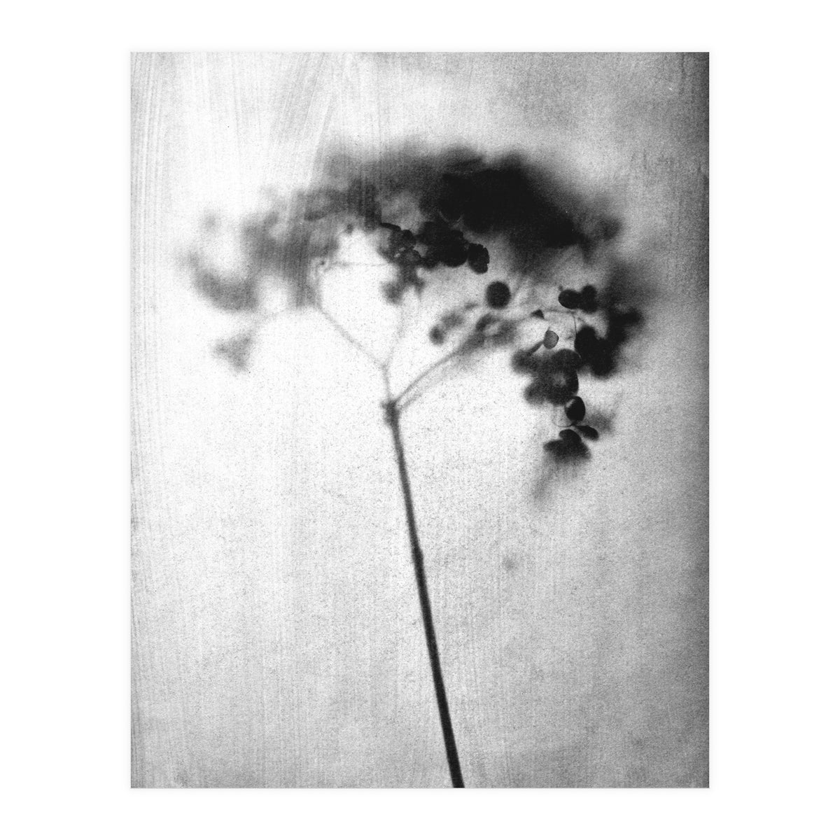 Hydrangea (Print Only)