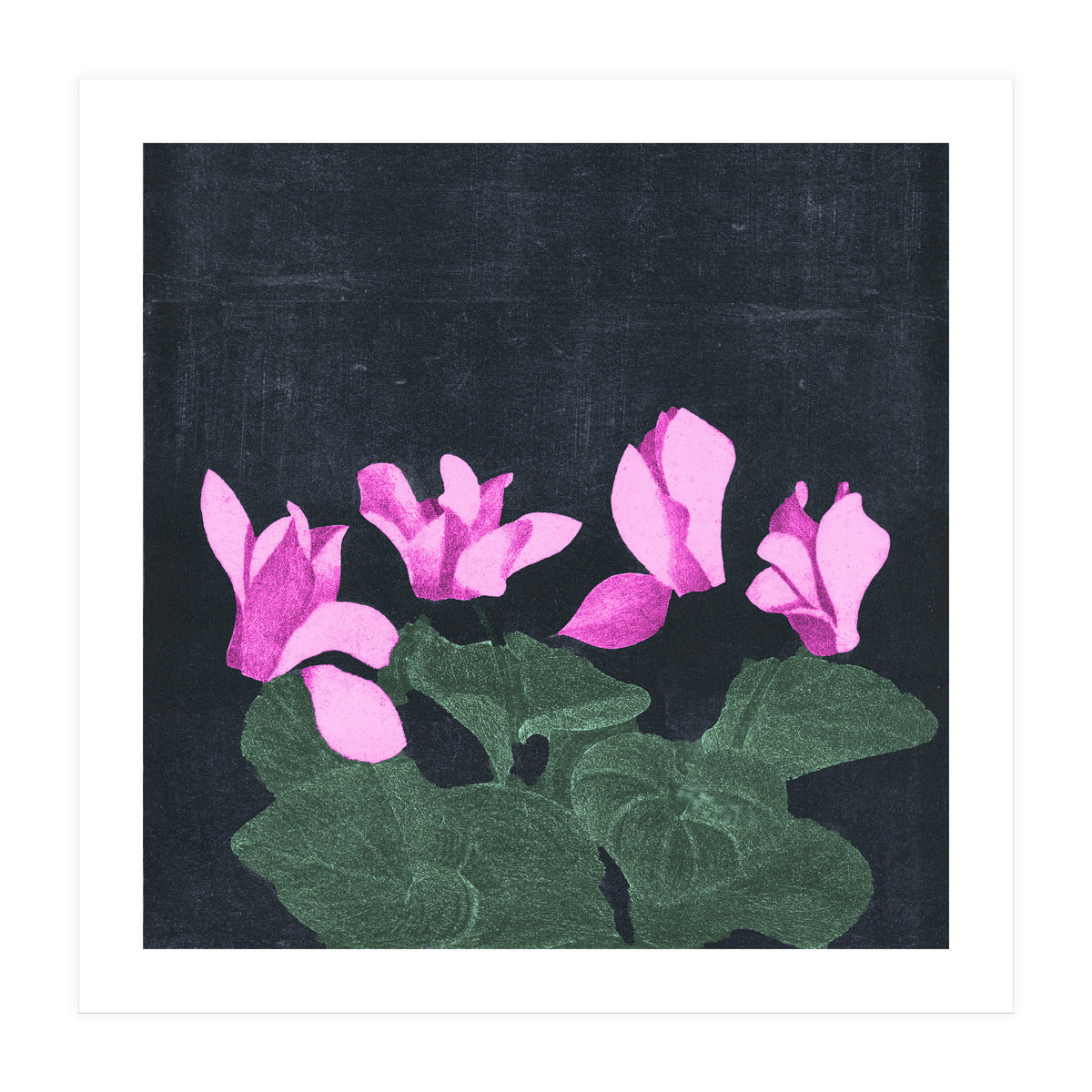 Cyclamen  (Print Only)