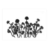 cactus succulents (Print Only) thumbnail