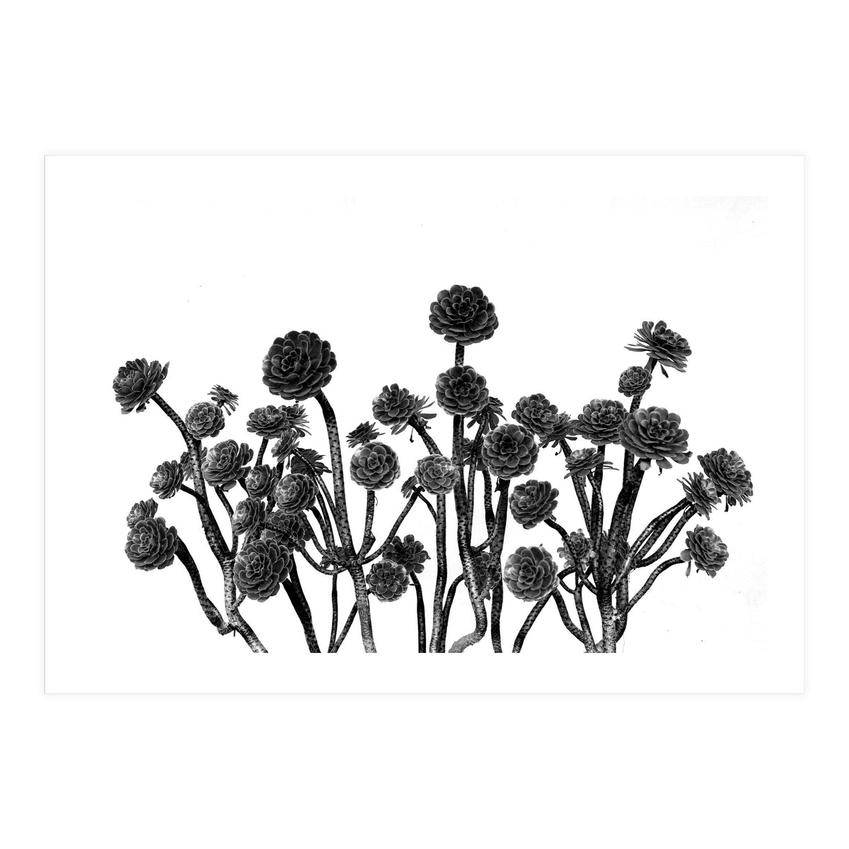 cactus succulents (Print Only)