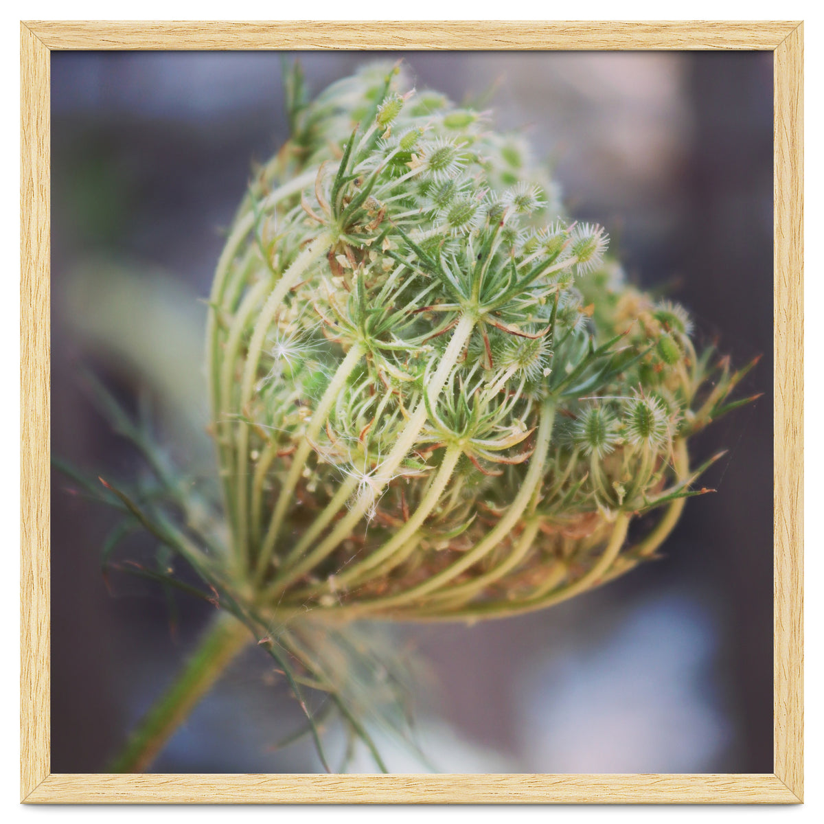 Seed head
